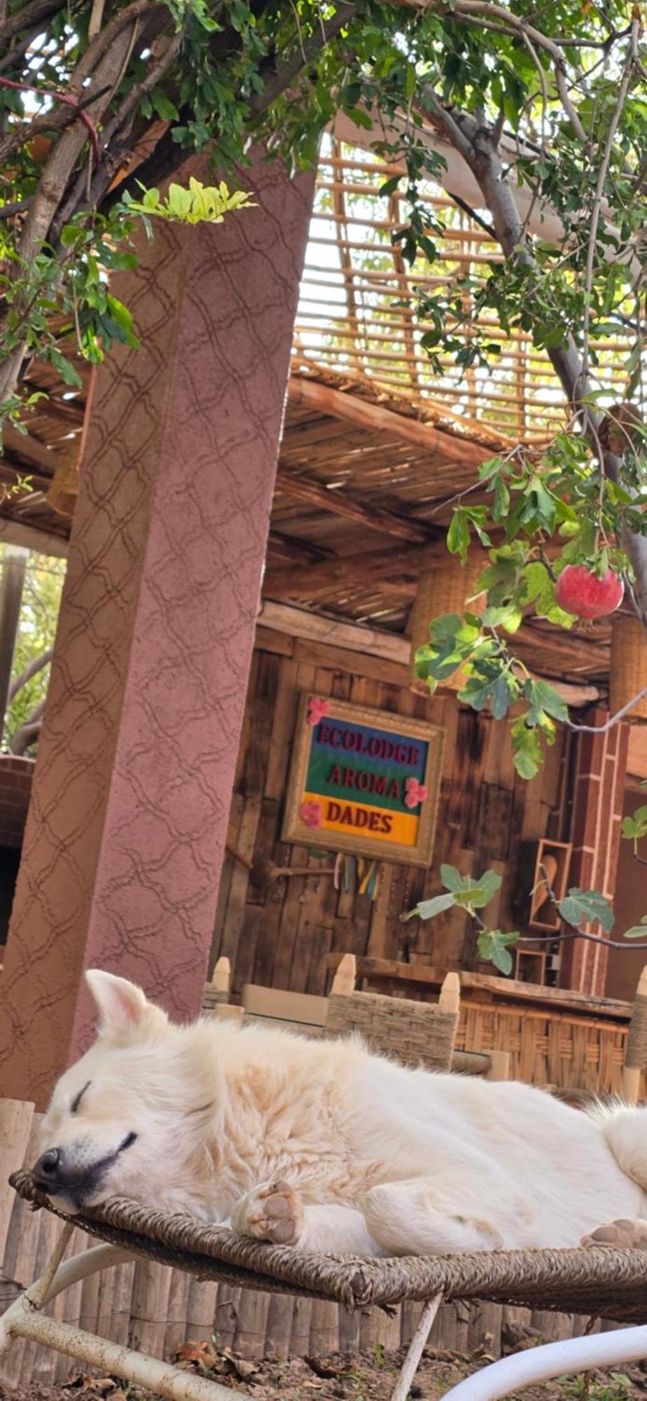 Ecolodge Aroma Dades El Hart エクステリア 写真